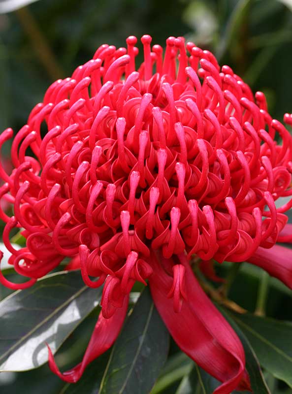 Waratah Gembrook (Telopea)