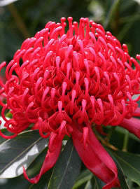 Waratah Gembrook (Telopea) - Ladybird Nursery