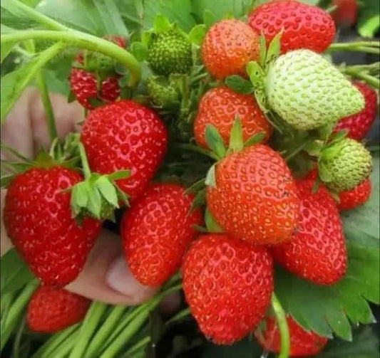 Strawberry 'Temptation' - Ladybird Nursery
