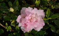 Azalea indica Terra Nova