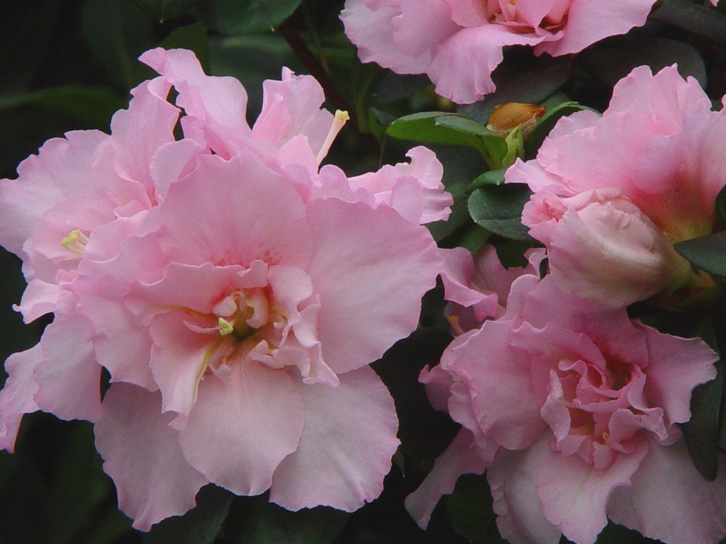 Azalea indica Terra Nova - Ladybird Nursery