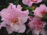 Azalea indica Terra Nova