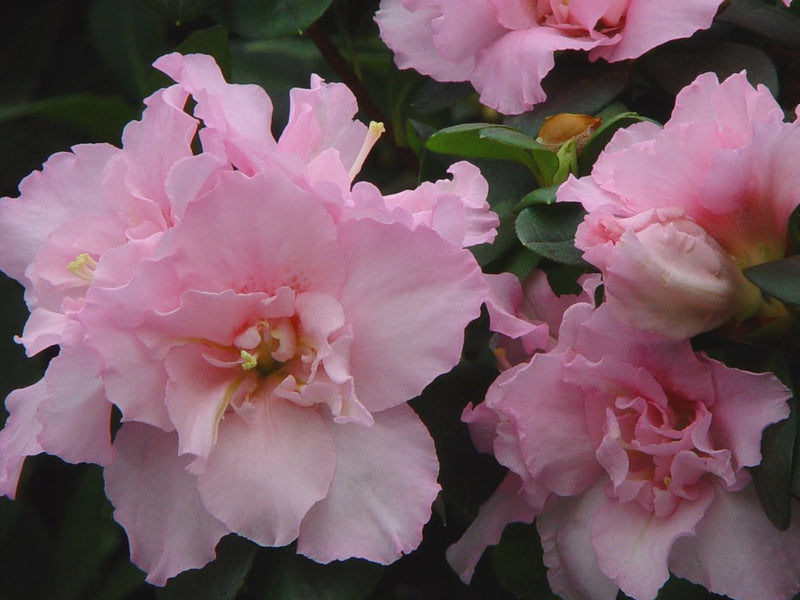 Azalea indica Terra Nova