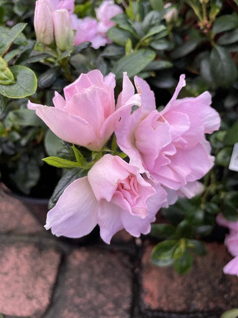 Azalea indica Terra Nova