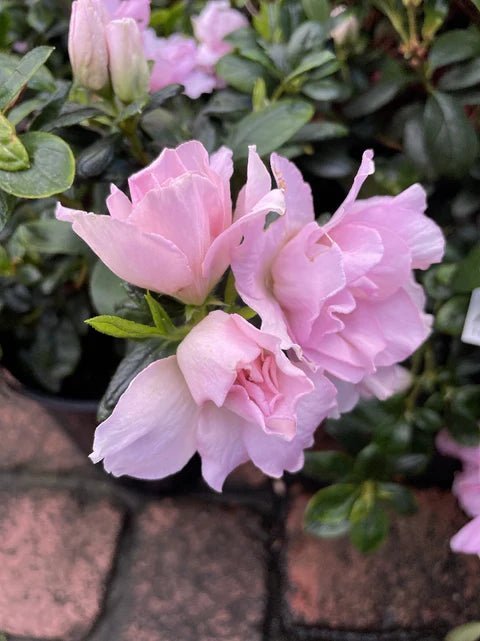 Azalea indica Terra Nova - Ladybird Nursery