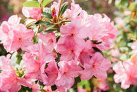 Azalea indica Terra Nova - Ladybird Nursery