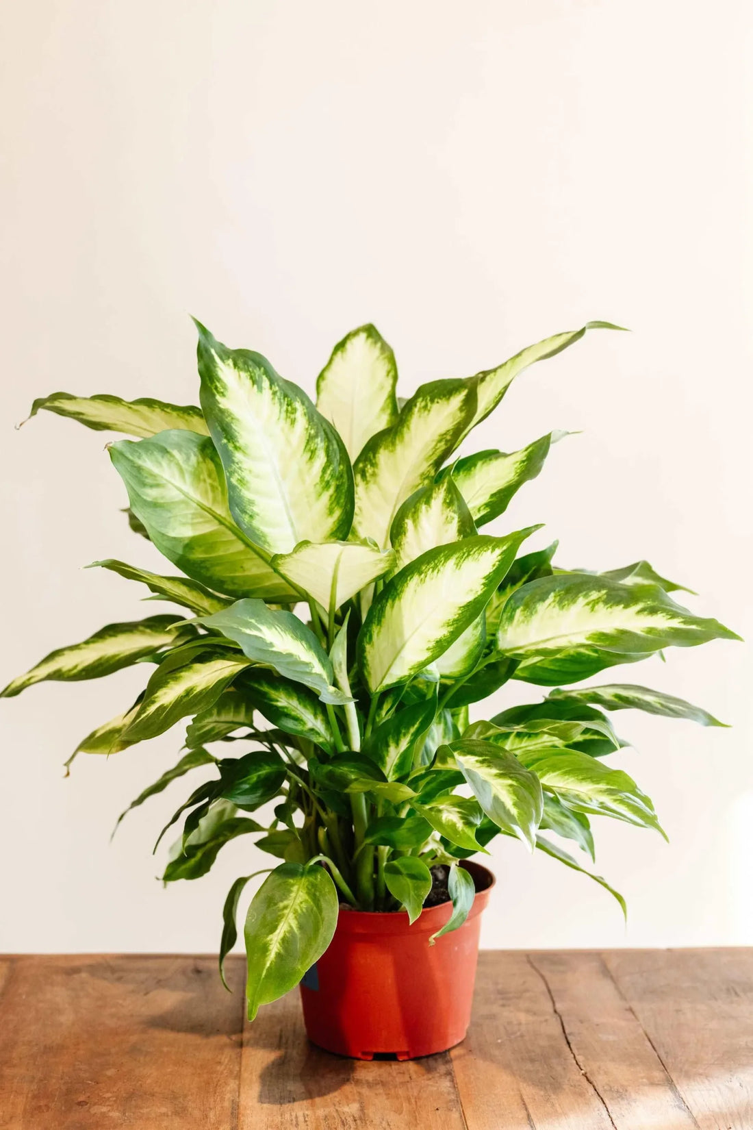 Dieffenbachia 'Camille' - Ladybird Nursery