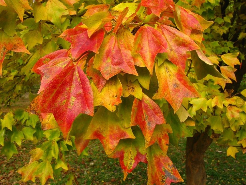 Trident Maple (Acer buergeranium) - Ladybird Nursery