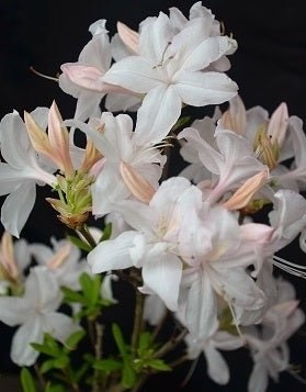 Azalea Lite White - Ladybird Nursery