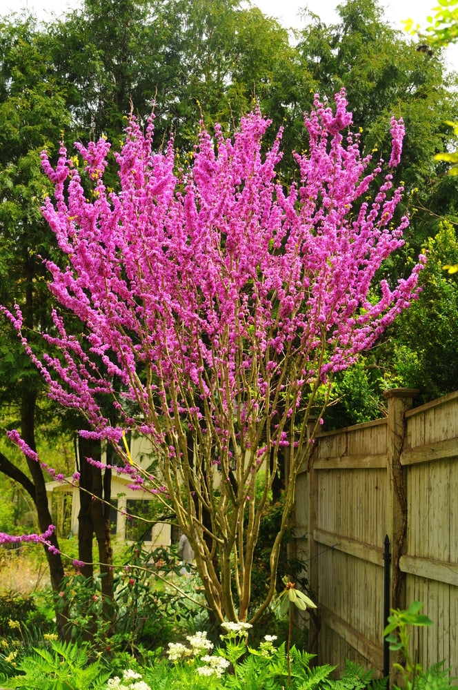 Chinese Redbud Avondale (Cercis chinensis)