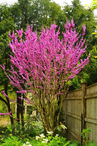 Chinese Redbud Avondale (Cercis chinensis)