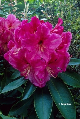 Rhododendron Walloper