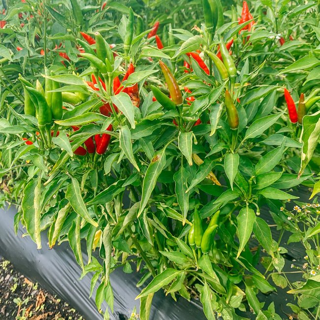 Chilli 'Thai'