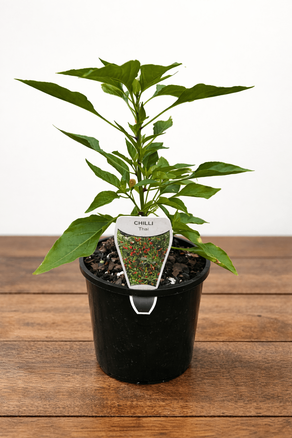 Chilli 'Red Thai' - Ladybird Nursery