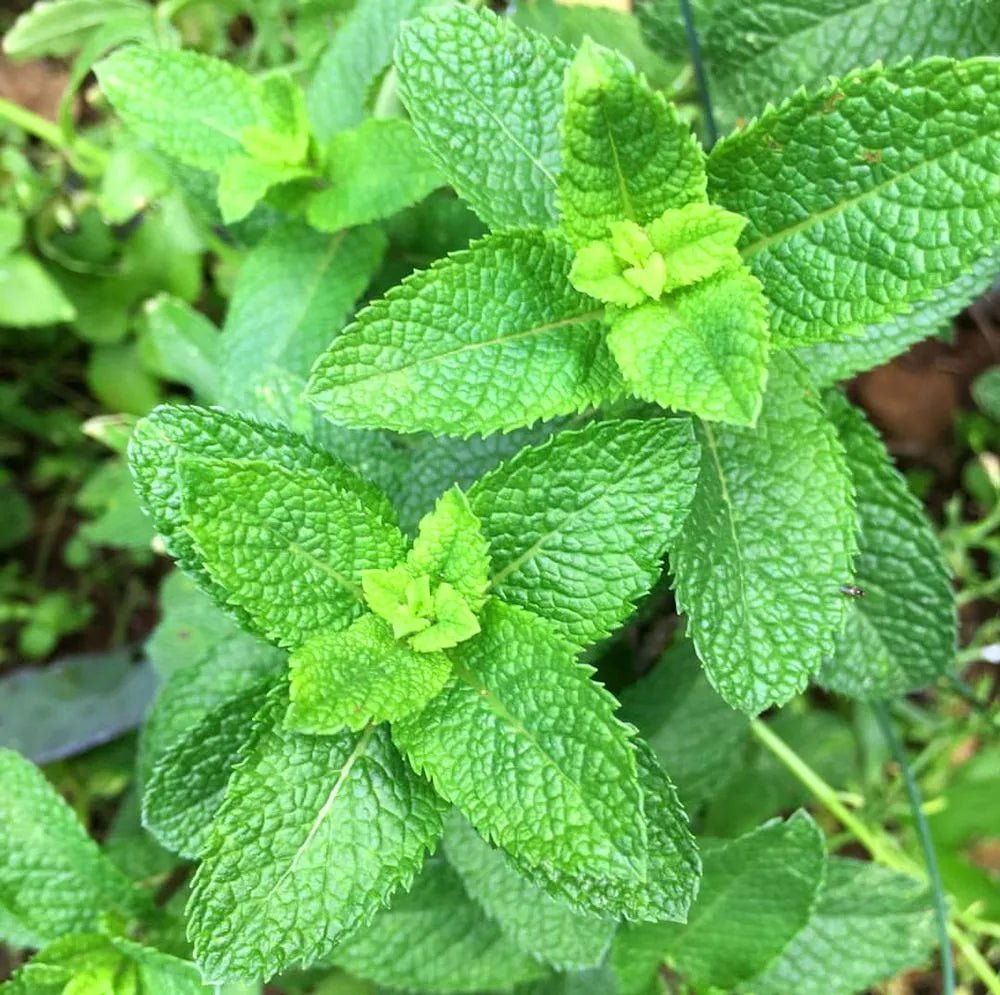 Thai Mint (Mentha sp.) - Ladybird Nursery