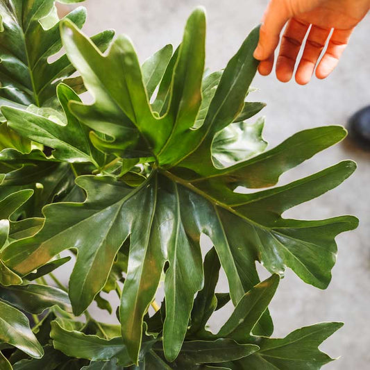 Philodendron Hope - Ladybird Nursery