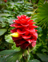 Belize Costus (Costus Belize)