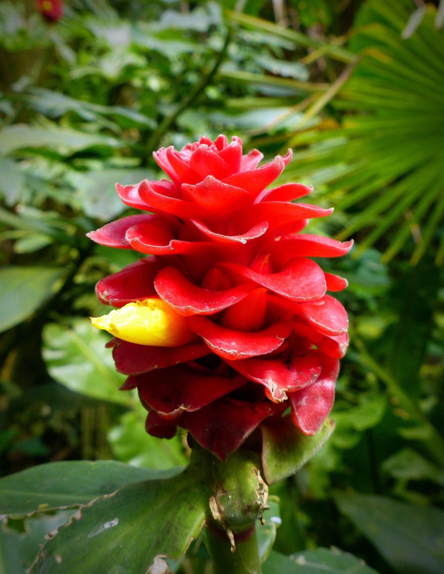 Belize Costus (Costus Belize) - Ladybird Nursery