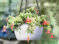 Hanging Baskets (Cotyledon pendens)
