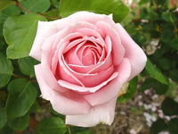 The Children’s Rose - Large