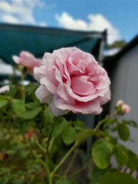 The Children’s Rose - Large