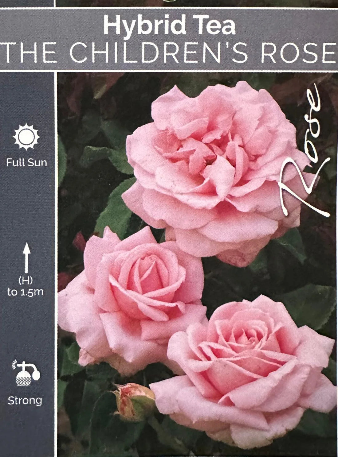 The Children’s Rose - Large