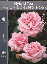 The Children’s Rose - Large