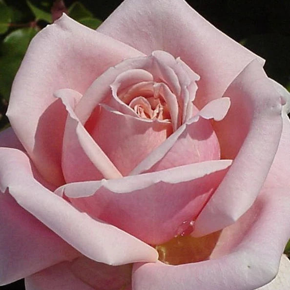 The Children’s Rose - Large