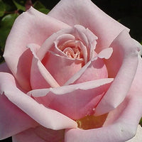 The Children’s Rose - Large