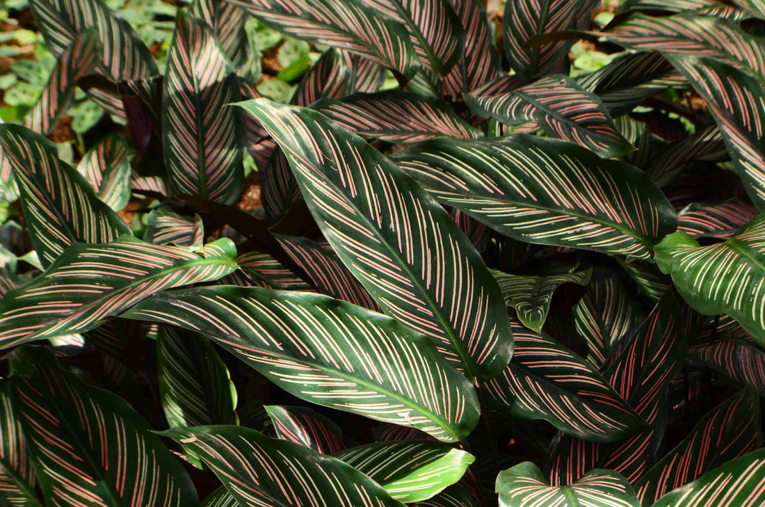 Prayer Plant Beautiful Star (Calathea) - Ladybird Nursery