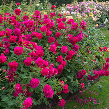 Rose 'Thomas A Beckett' (David Austin) - Large