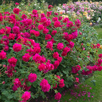 Rose 'Thomas A Beckett' (David Austin) - Large
