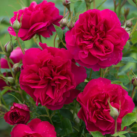 Rose 'Thomas A Beckett' (David Austin) - Large