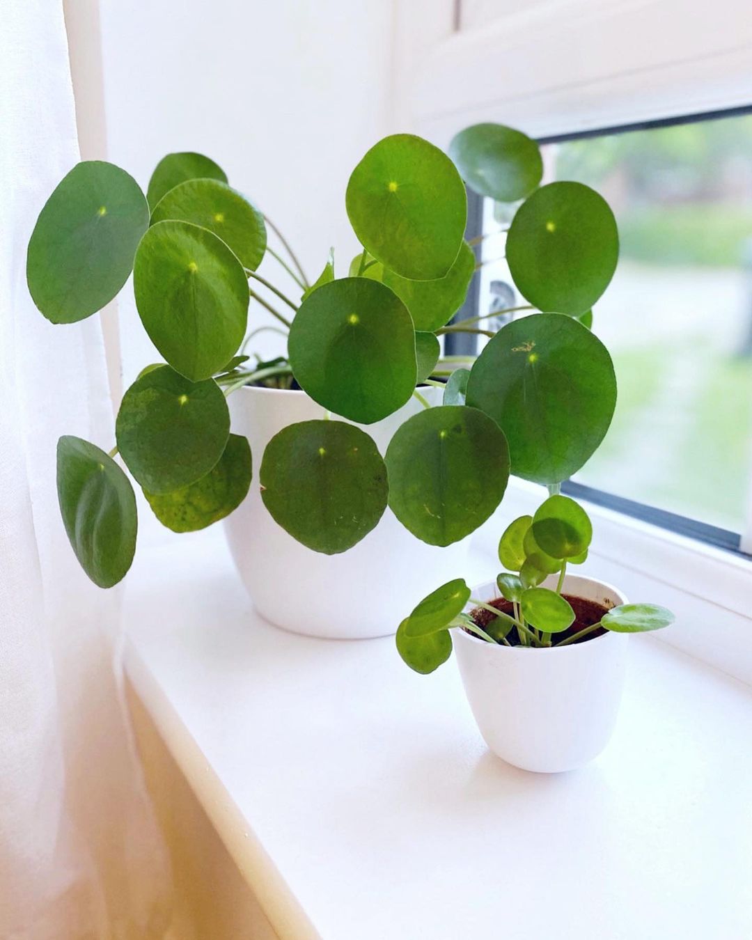 Chinese Money Plant (Pilea peperomioides) - Ladybird Nursery