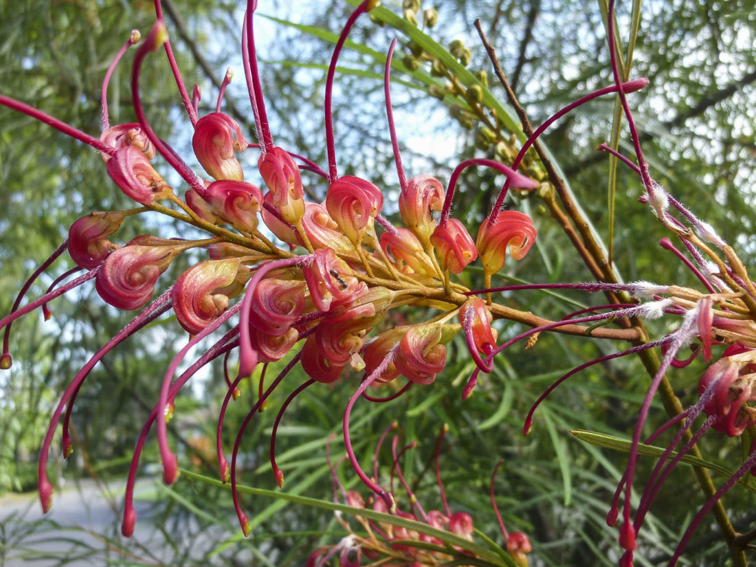 Grevillea Firesprite - Ladybird Nursery