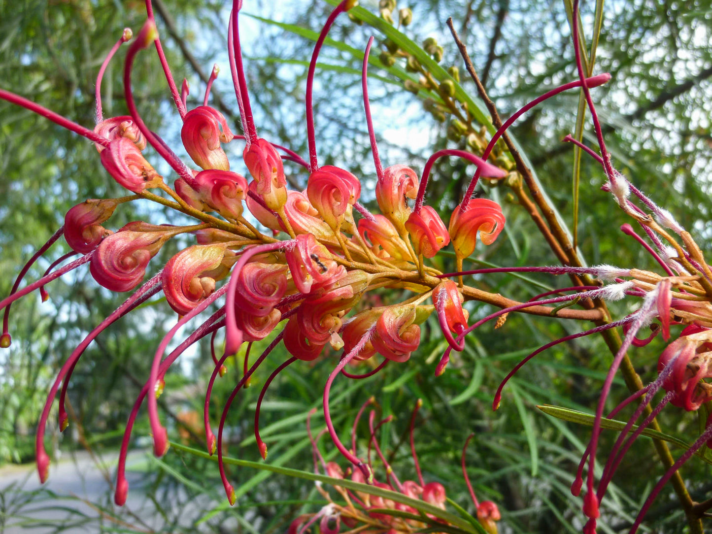 Grevillea Firesprite