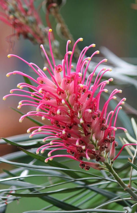 Grevillea Coastal Glow - Ladybird Nursery
