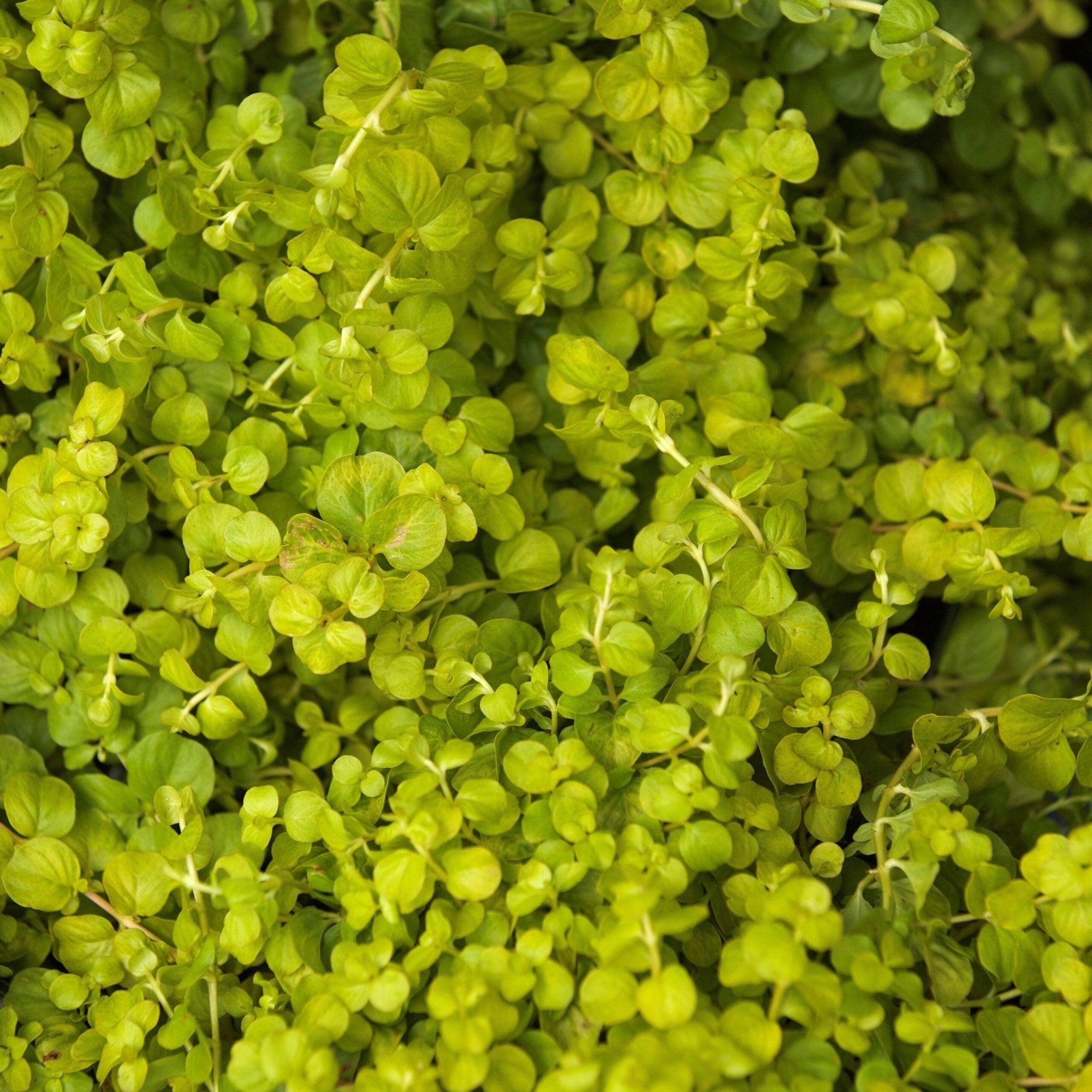 Golden Creeping Jenny Aurea (Lysimachia nummularia) - Ladybird Nursery