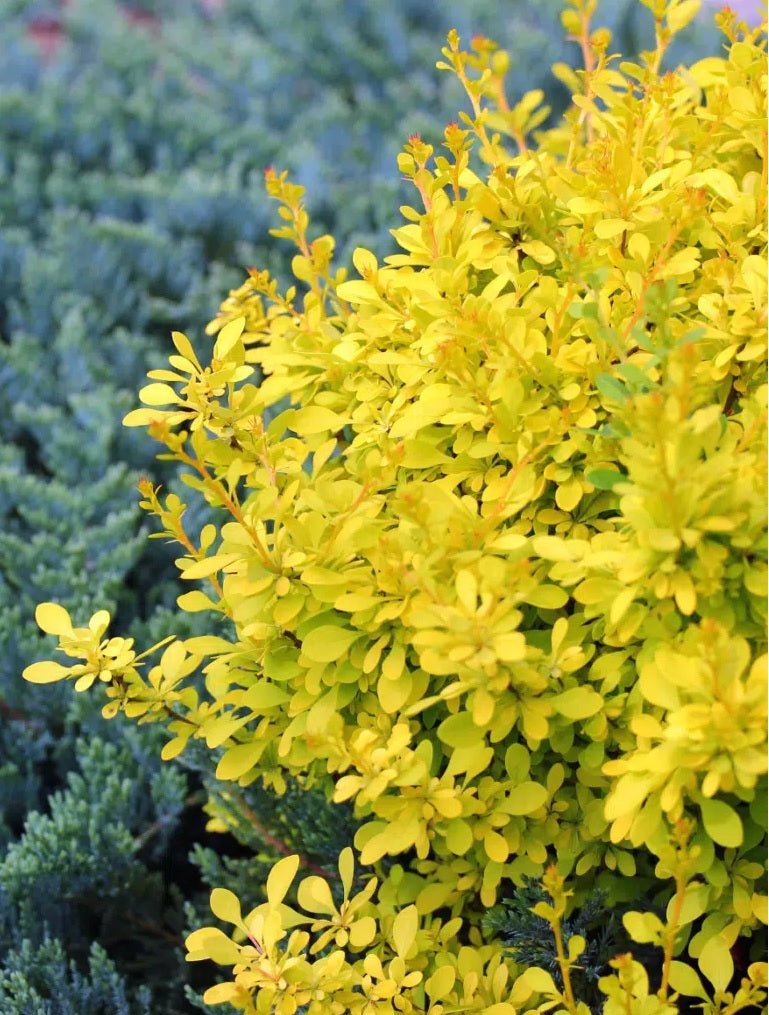 Golden Nugget Japanese Barberry (Berberis thunbergii) - Ladybird Nursery