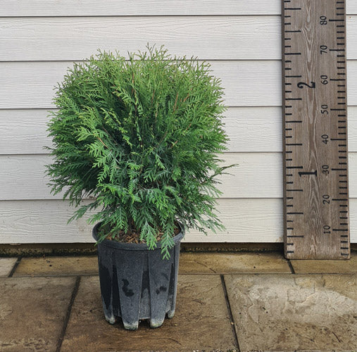Dwarf Arborvitae Little Champion (Thuja occidentalis)