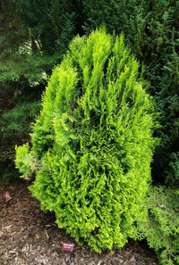 Arborvitae Meldensis (Thuja orientalis) - Ladybird Nursery
