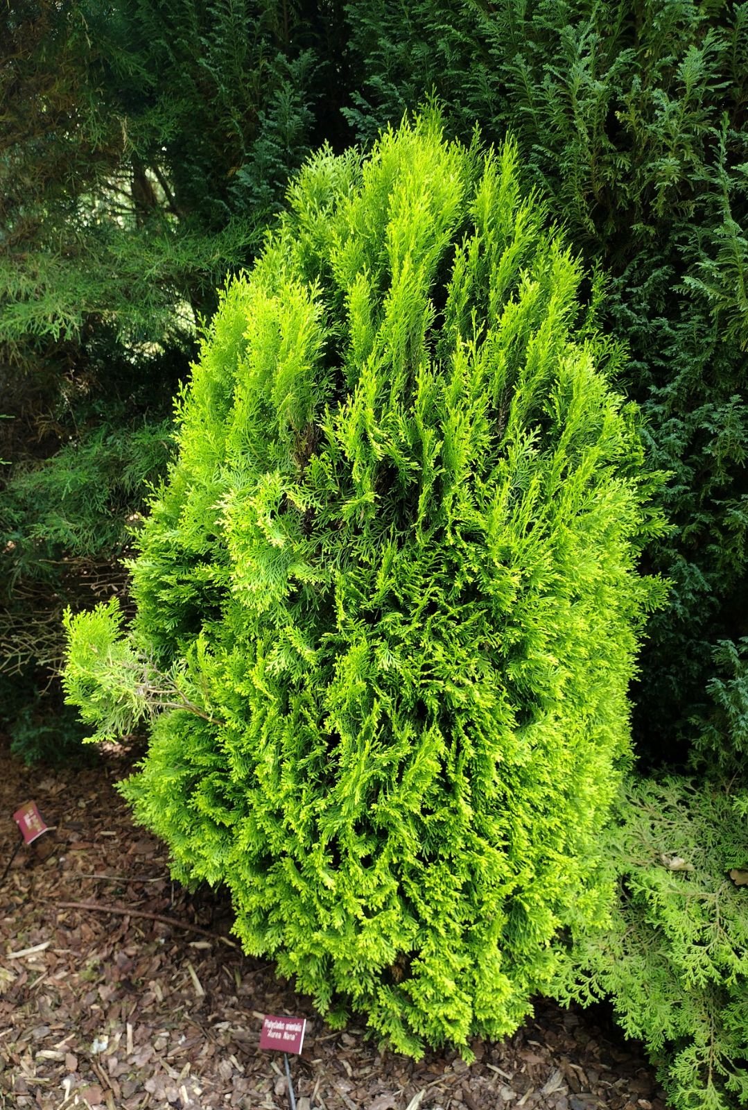 Arborvitae Meldensis (Thuja orientalis) - Ladybird Nursery
