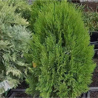 Arborvitae Meldensis (Thuja orientalis)