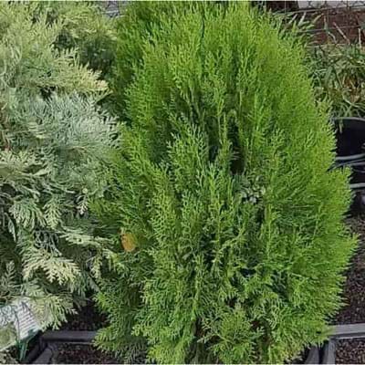 Arborvitae Meldensis (Thuja orientalis) - Ladybird Nursery