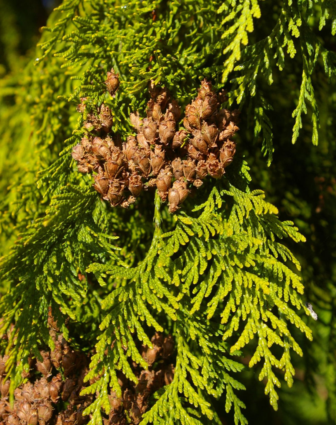 Western Red Cedar Hillerii (Thuja plicata) - Ladybird Nursery