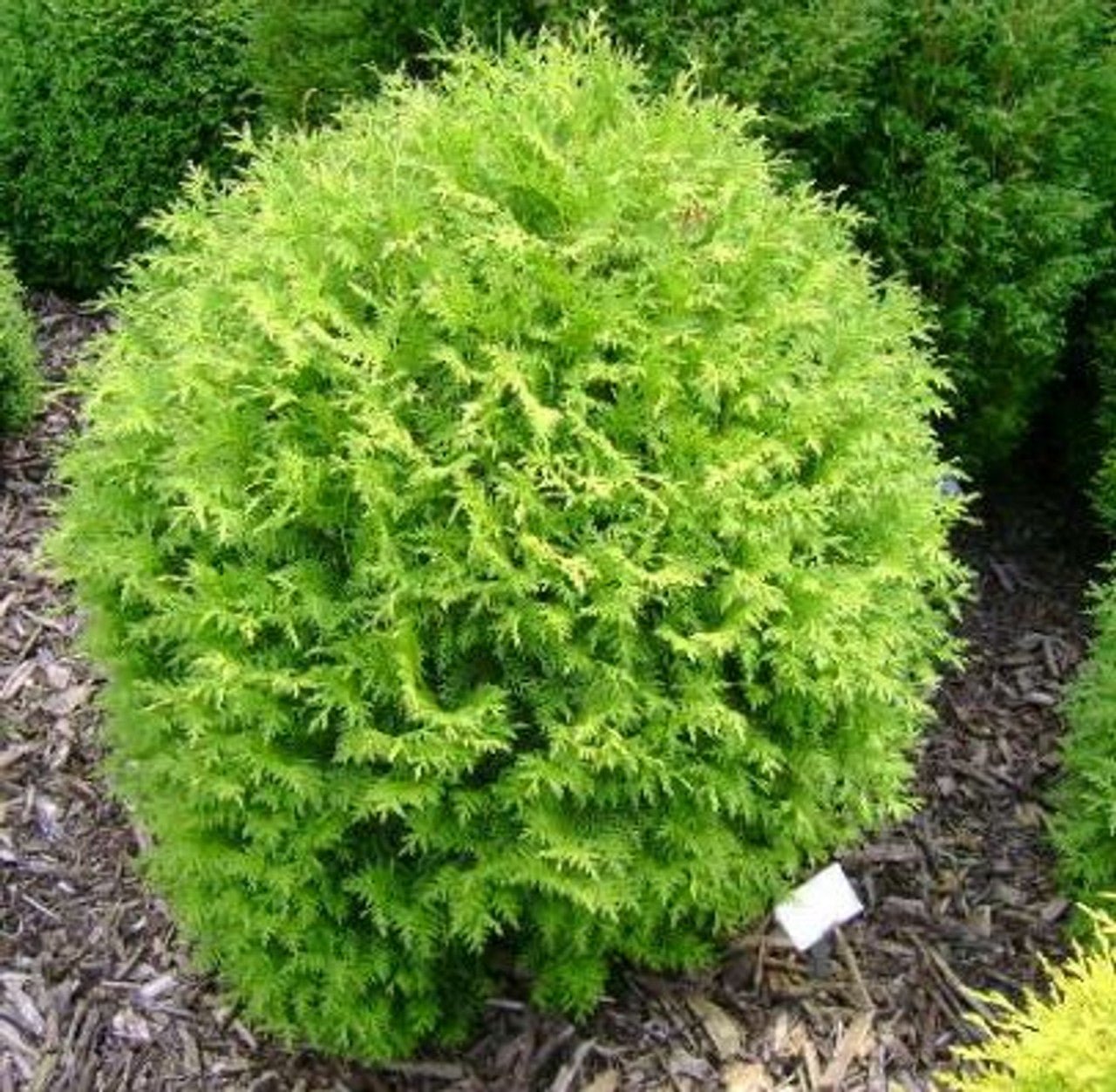 Dwarf Arborvitae Little Champion (Thuja occidentalis) - Ladybird Nursery