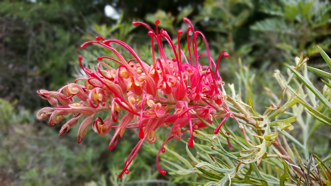 Grevillea 'Goliath' - Ladybird Nursery