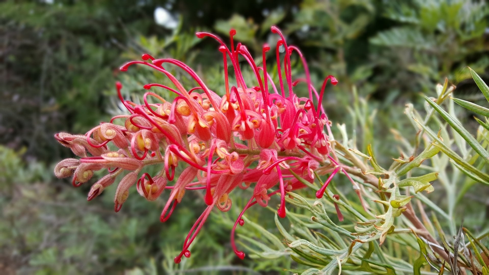Grevillea 'Goliath' - Ladybird Nursery