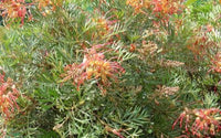 Grevillea Soopa Doopa