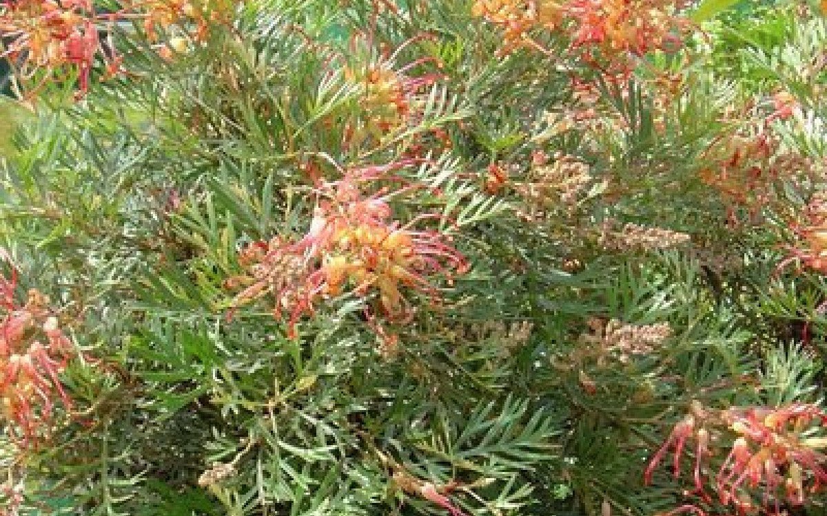 Grevillea Soopa Doopa - Ladybird Nursery